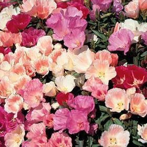 Godetia Double Mix 1gm Approx. Seeds 1500 Winter