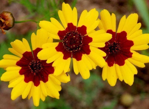 Coreopsis tinctoria Bicolor tall Mix 1gm Approx. 2200 Seeds