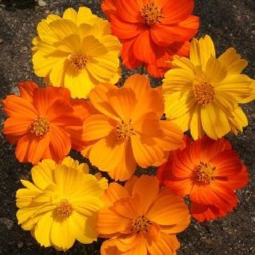Cosmos sulphureus Bright Lights mix 1gm Approx. Seeds 120 Summer