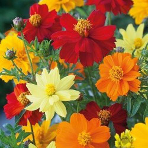Cosmos sulphureus Carpet Dwarf 1gm Approx. Seeds 120 Summer