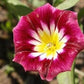 Convolvulus tricolor minor Red Ensign (Dwarf morning glory) 1G Approx Seeds 100 Summer