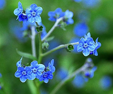 Chinese forget-me-not 1g Approx. Seeds240  winter