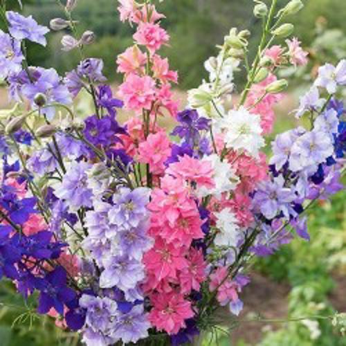 Rocket larkspur dwarf mix 1gm Approx. Seeds 500 Winter