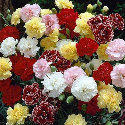 Carnation Chabaud Mix 1gm Approx. Seeds 500