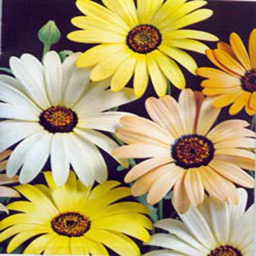 Dimorphotheca sinuata Mix 1gm Approx. Seeds 450 Winter