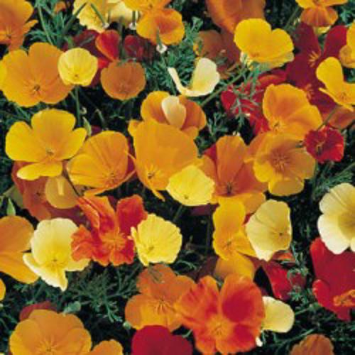 Poppy californica Single Flowered Mix 1gm Approx. Seeds 650 Winter