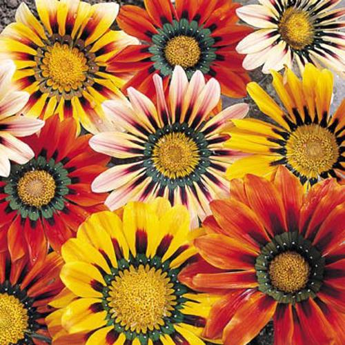 Gazania Sunshine Hybrids Mix 1gm Approx. Seeds 250 Winter