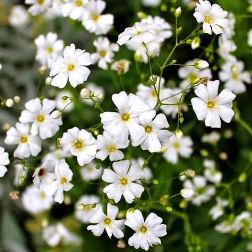 Gypsophila elegans Baby’s breath Single 2g  Approx. Seeds (2000) Winter