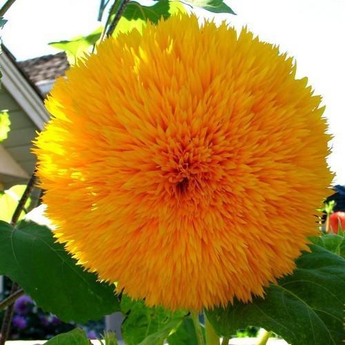 Helianthus annuus Sunflower Sungold tall 1gm  Approx. Seeds 20 Summer