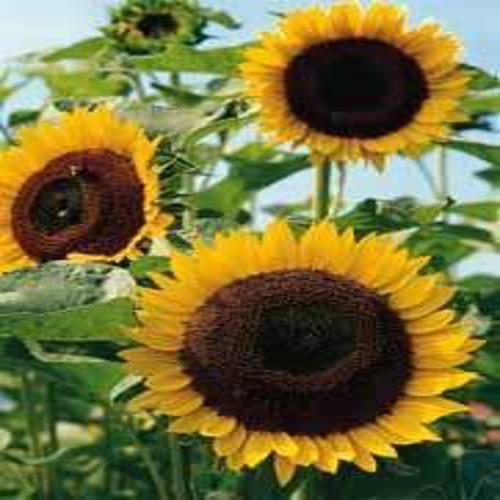 Helianthus annuus 'Taiyo' Sunflower 1gm Approx. Seeds 20 Summer