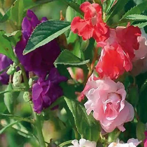 Impatiens balsamina Camellia tal Mix 1gm Approx. Seeds 100 seeds Summer