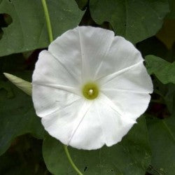 Morning Glory Tricolor 'Pearly Gates' 1G Approx 30-Seeds SUMMER