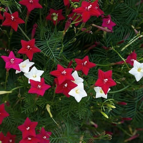 Ipomoea quamoclit Mix Cypress 1gm Approx. Seeds 35 Summer