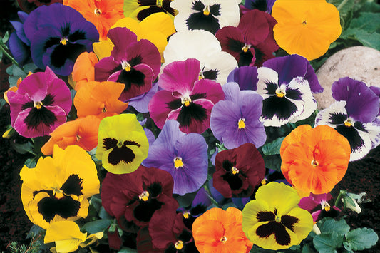 PANSY F1 FULL MIXTURE 5000SEEDS