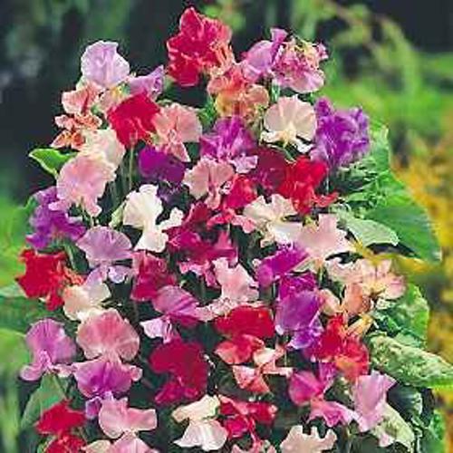Sweet Pea Knee Hi tall Mix  1gm Approx. Seeds 12 Winter