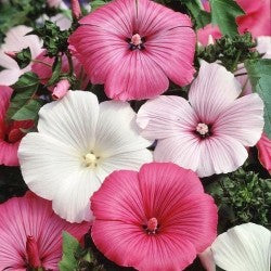Lavatera Trimestris Mixed 1G Approx 120-Seeds Summer