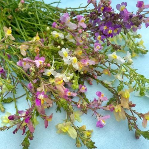Linaria Northern Light Mix 1gm Approx. Seeds 13000 Winter
