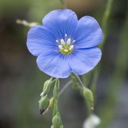 Linum usitatissimum Flax 1gm Approx. Seeds 300 Winter