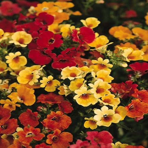 Nemesia strumosa Carnival Mix (1500-seeds) Winter
