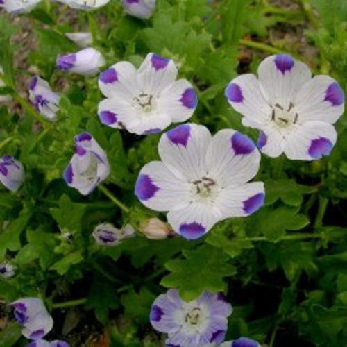 Nemophila maculata Five Spot 1gm Approx. Seeds 200 Winter