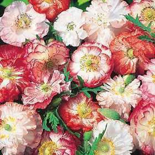 Papaver rhoeas Corn Poppy Shirley Double Mix 1gm Approx. Seeds 9000 Winter