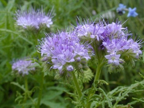 Phacelia tanacetifolia Seeds-500