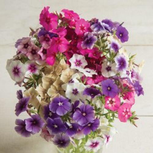 Phlox Grandiflora Tall Mix  0.5gm Approx. Seeds 300 Winter