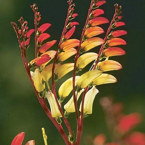 Quamoclit Mina Lobata Vine Approx. Seeds 20 Summer