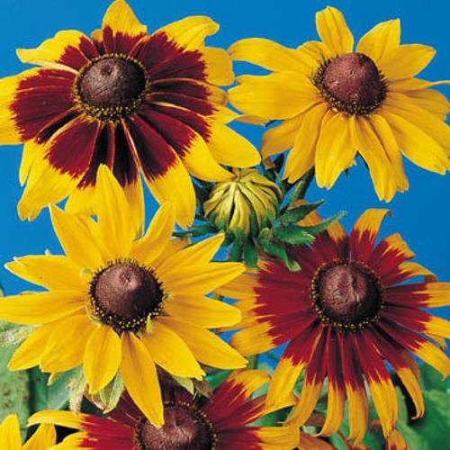 Rudbeckia Hirta Gloriosa Daisy Mix 1gm Approx. Seeds 1800 Summer