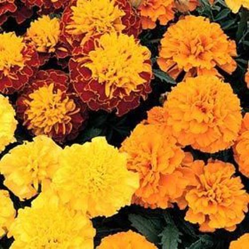 Tagetes  French Marigold Bonita Mix  1gm Approx. Seeds 350 Winter