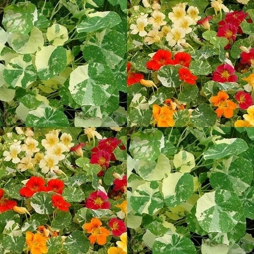 Nasturtium Tom Thumb Alaska Mix 1gm Approx. Seeds 8 Winter