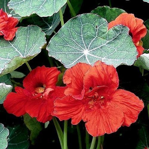 Tropaeolum nanum Nasturtium Globe of Fire  1gm Approx. Seeds 8 Winter