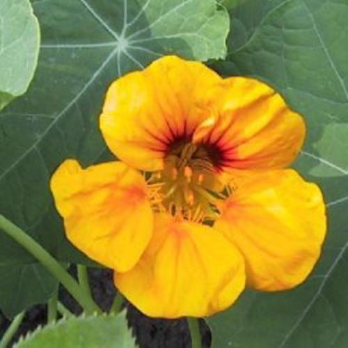 Tropaeolum nanum Nasturtium Double Golden Globe  1gm Approx. Seeds 8Winter