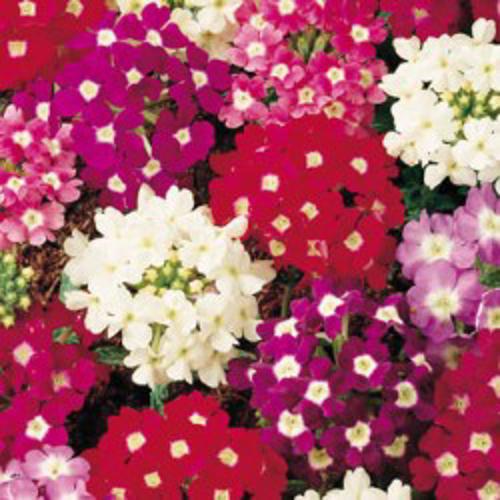 Verbena hybrida Sparkles Mix 1gm Approx. Seeds 400 Winter