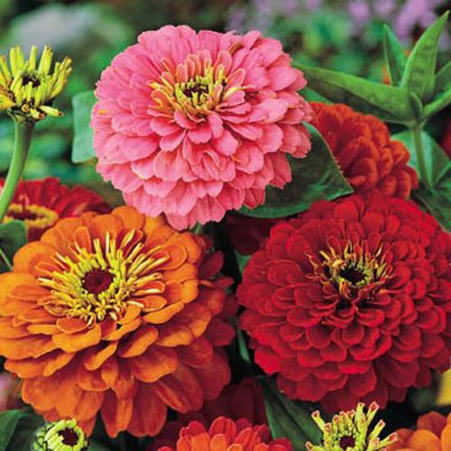 Zinnia elegans 'Dahlia Flowered Formula Mix 1gm Approx. Seeds 100 Summer