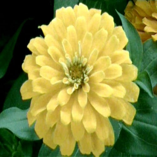 Zinnia elegans dahlia Yellow  Approx. Seeds 100 Summer