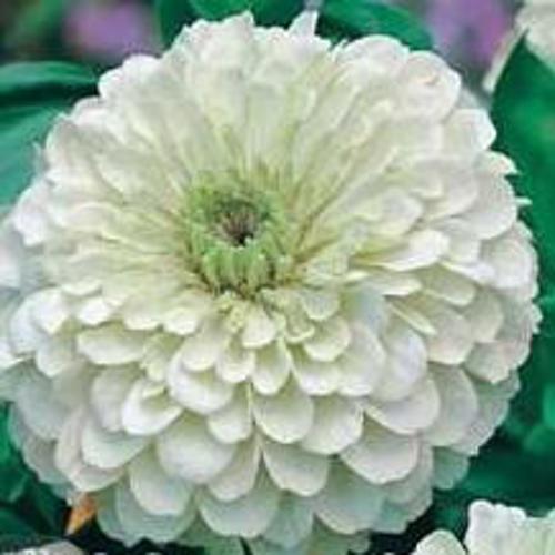 Zinnia elegant Dahlia White  1gm Approx. Seeds 100 Summer