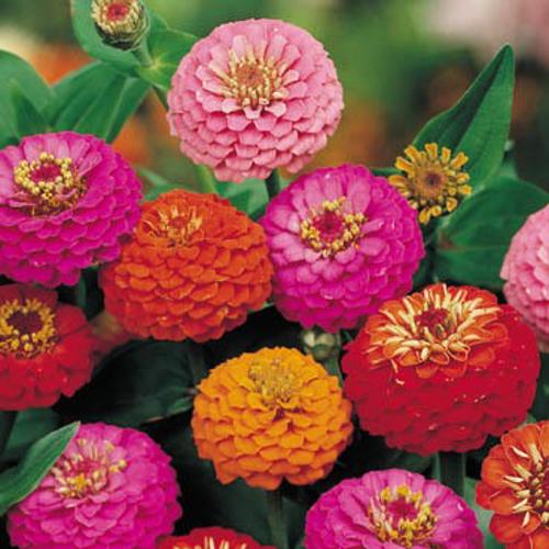 Zinnia elegans Lilliput Formula Mix 1gm Approx. Seeds 150 Summer