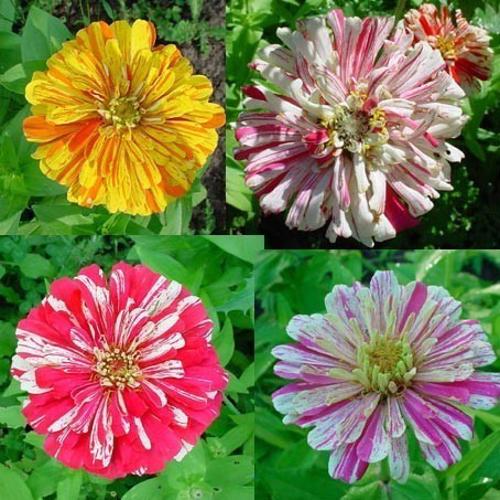 Zinnia elegans Candy Stripe Mix 1gm Approx. Seeds 100 Summer