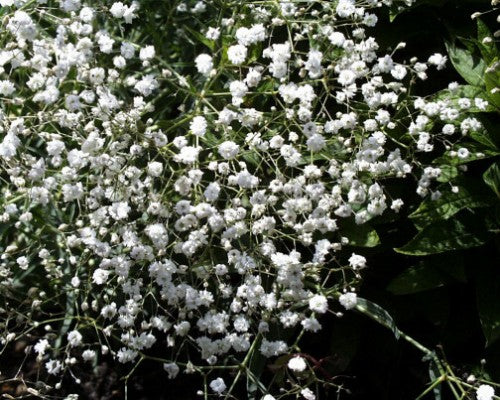 Gypsophila Baby Breath Snowflake Winter
