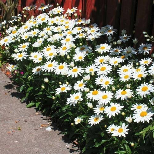 Wild Field Daisy  Approx. Seeds 100 Winter