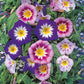 Convolvulus tricolor minor Mixed (Dwarf morning glory) 1G Approx Seeds 100 Summer