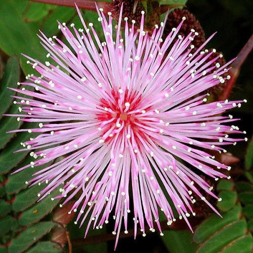 Mimosa pudica Touch Me Not  1gm Approx. Seeds 180 Summer