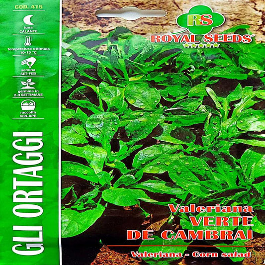 VALERIAN GREEN CAMBRAI SEEDS for salads and side dishes Approx. Seeds 6gm