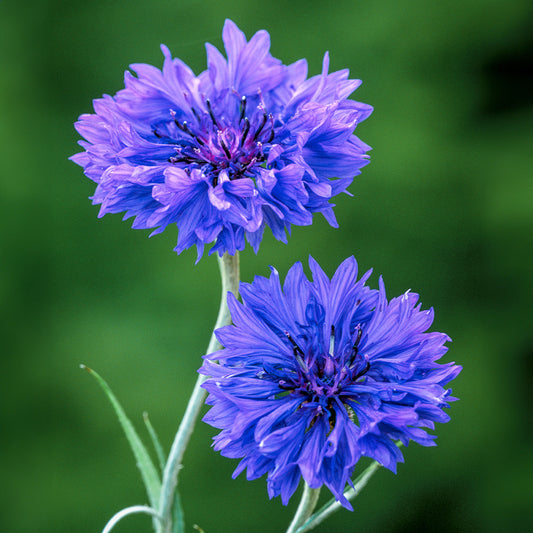 Cornflower Blue 1gm Approx.seeds 200 Winter