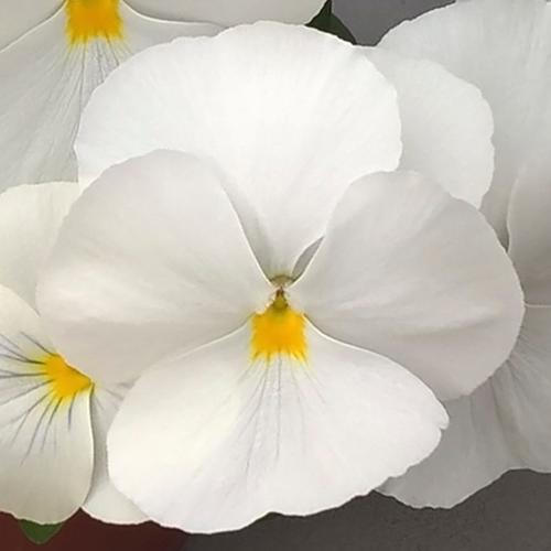 Pansy White  Approx. Seeds 240 Winter
