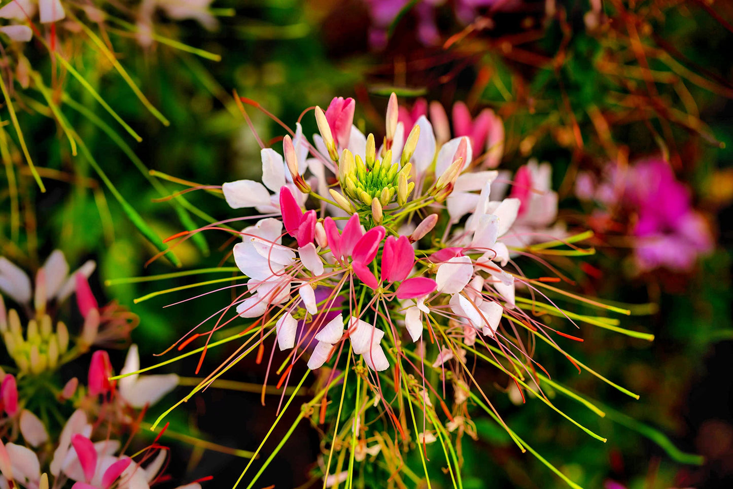 Spider Flower Mixed 0.5g Approx.220 seeds WINTER