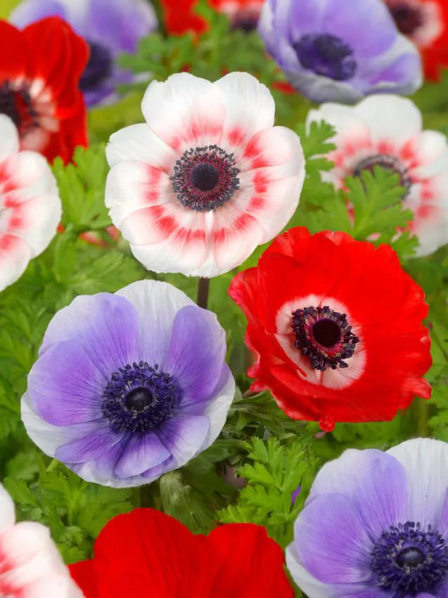 Anemone The Caen mixed coronaria 6/7