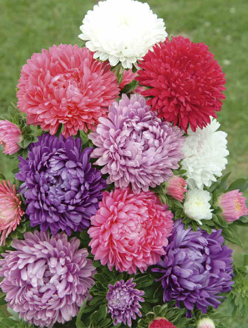Aster Dwarf Milady Mix 200-SEEDS