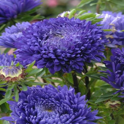 Aster Peony  Blue Cut Flower 1gm Approx. Seeds 450 Winter